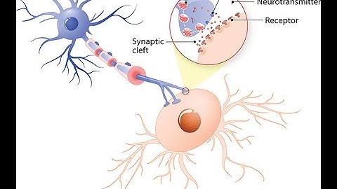 Neurotransmitter of brain || Brain Anatomy, Anatomy of the Human Brain