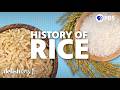 How Did Rice Become a Staple Crop? | Delishtory