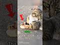 Poor stray cat got saved #rescue  #cat #kitten