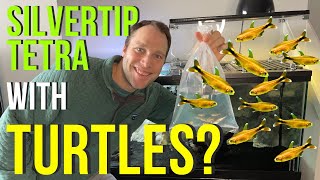 Can Silver Tip Tetra Live with Your Pet Turtle? - Lets Try!