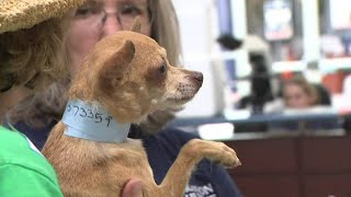 Helping thousands of pets to find homes