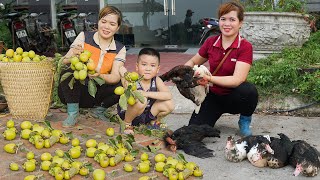 Harvesting Chickens Farm & Persimmon After 90 Days of Care Goes to Market Sell | Lica Daily Life