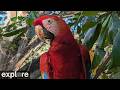 LIVE Wild Scarlet Macaws: High Canopy Feeder Cam | explore.org