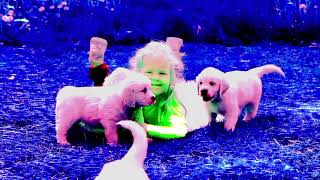 ALL THE LITTLE DOGS GOES WOOF! WOOF!/WITH FISHEYE EFFECT// INSPIRED BY PREVIEW 2 EFFECTS