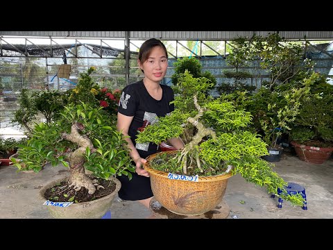 Giao lưu cây kiểng thành phẩm đẹp ngày 07.5 | CK Thảo Nguyên