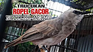 Trucukan Kebo Ropel Gacor ngikluk nyimplung