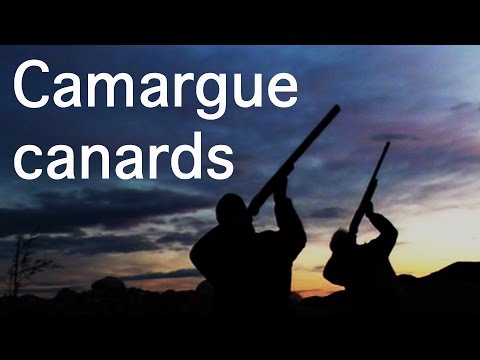 Chasse Camargue : Passée aux canards