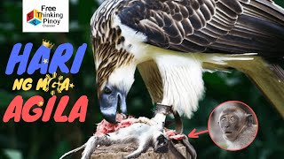 HARI NG AGILA | The Life of Philippine Eagle