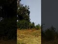 Vegetative growth of aquatic plant over river