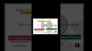 Complex-V || ATP synthase || F○/F1 Particles || ATP synthase structure||  Electron transport system