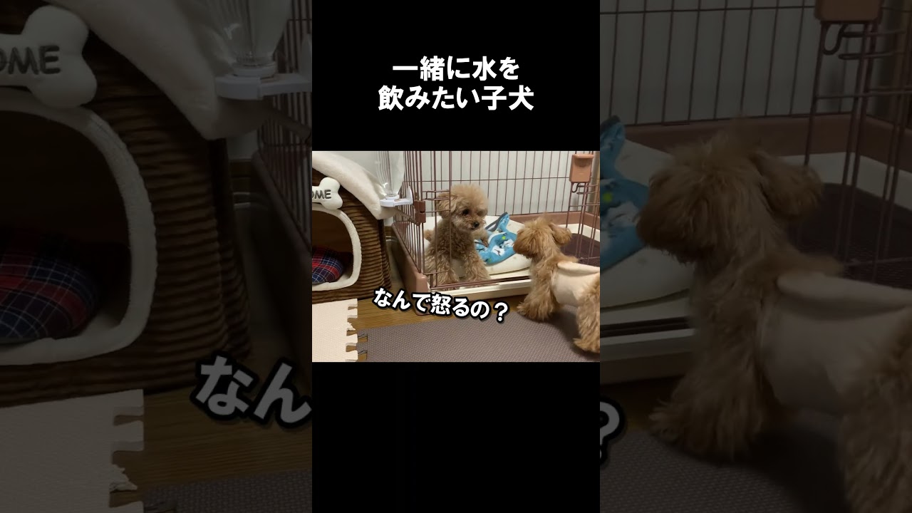 一緒に飲みたい子犬が可愛すぎる🐶