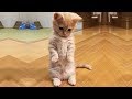 「猫かわいい」 すごくかわいい子猫 - 最も面白い猫の映画 #315
