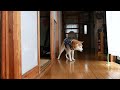 想像以上のくしゃみが出て自分でもびっくりする柴犬