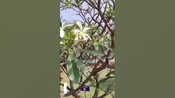 #Video ❤️View of the manuu