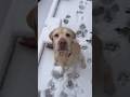 りぉりぉ初めて？の雪☃️#dogshorts #dogshorts #大型犬のいる生活 #ラブラドールレトリバー #保護犬 #labrador #labradorretriever #snow