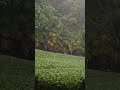 Tropical Tea Plantation Rain Shower 🌿☔