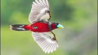 Black and red broadbill,,Suara masteran dan pikat Sempur hujan sungai