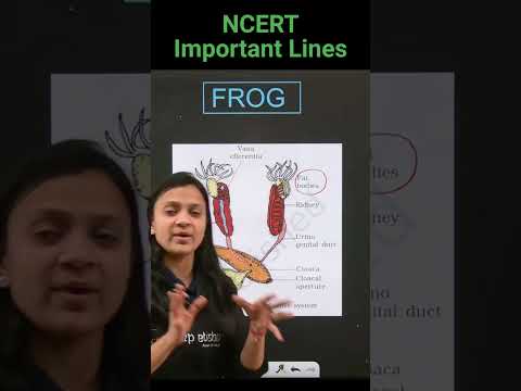 Male Reproductive System