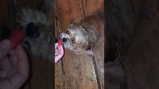 Does Archie like Watermelon?