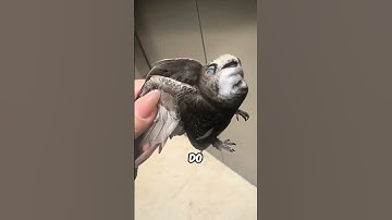 Why Landing on the Ground is Deadly for This Bird #Animals #AnimalFacts