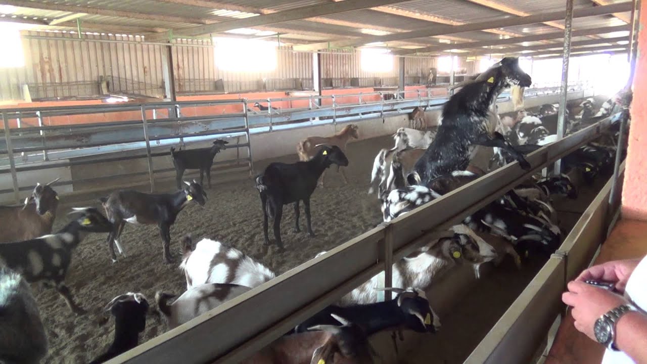 Fuerteventura 2013 - Ziegen füttern