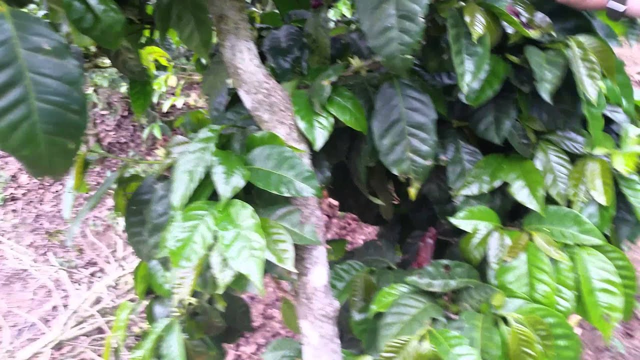 El Aguila El Salvador