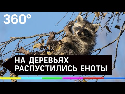 В Москве на деревьях распустились еноты. Репортаж из реанимации