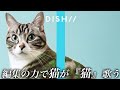 本物の猫にDISH// -『猫』を歌わせてみたwww / THE FIRST TAKE