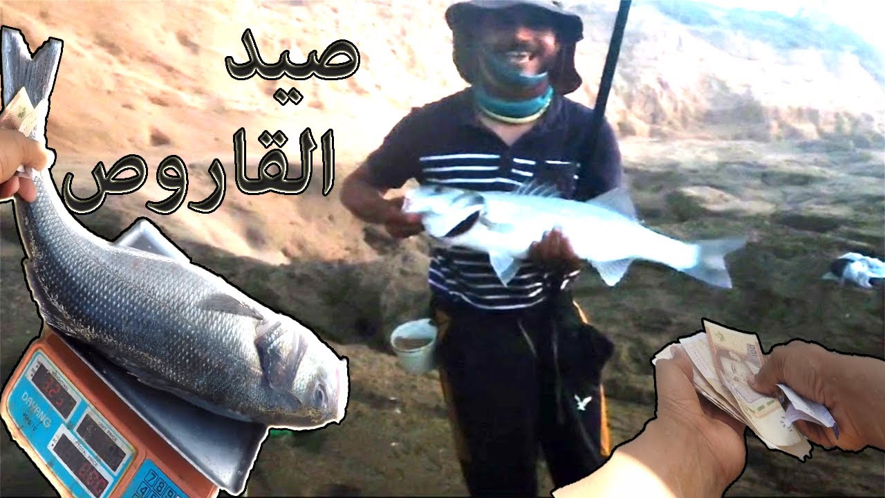 احسن طريقة لصيد سمك الدرعي (بشوك) بالعجينة السحرية