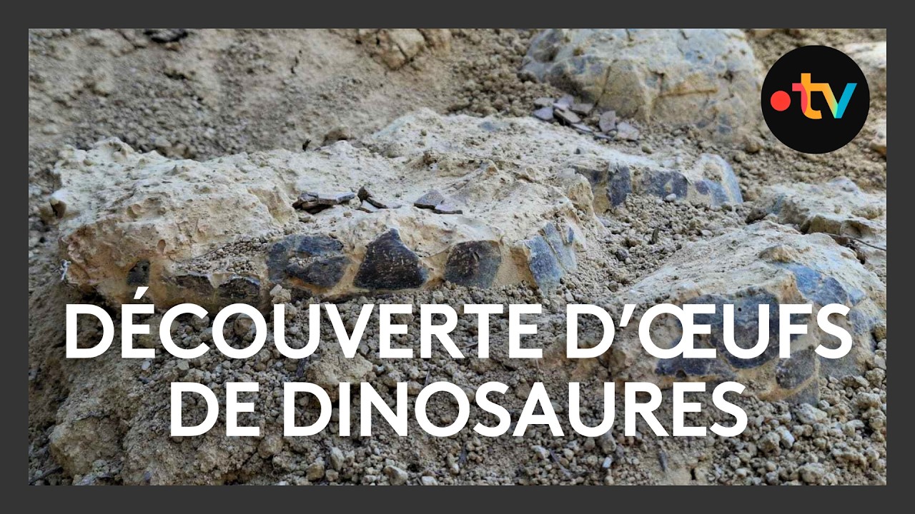 Incroyable découverte d'œufs de dinosaures dans l'Hérault