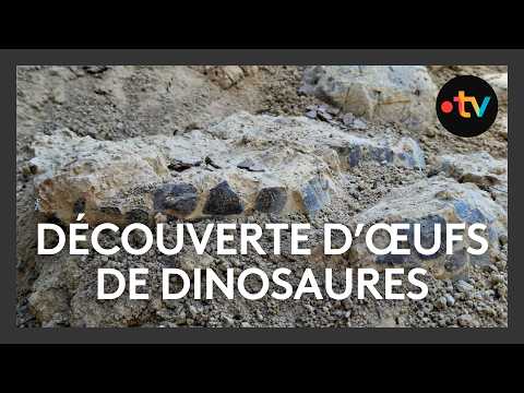 Incroyable découverte d'œufs de dinosaures dans l'Hérault
