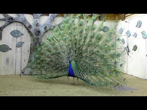 Top Kids - ფაუნალენდი - ფარშევანგი