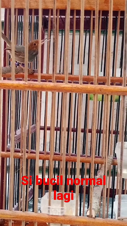 pancingan prenjak atas macet