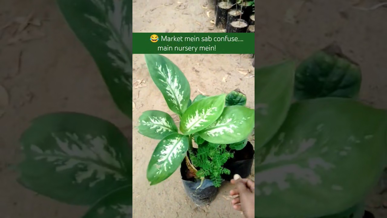 Shop With Me 🤩| Plant Edition! 