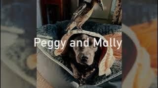 An English staffy named Peggy and a magpie named Molly become the best of friends