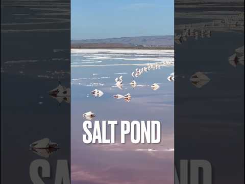 The South Bay Salt Pond Restoration Project