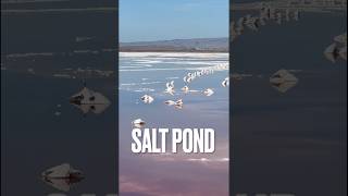 The South Bay Salt Pond Restoration Project