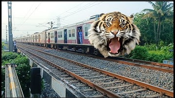 Dangerous TIGER Headed ICF Emu Local Furious Moving Throughout At Railgate