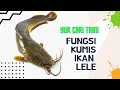 Tahukah Kamu Apa Fungsi Kumis Ikan Lele - Ensiklopedia Hewan