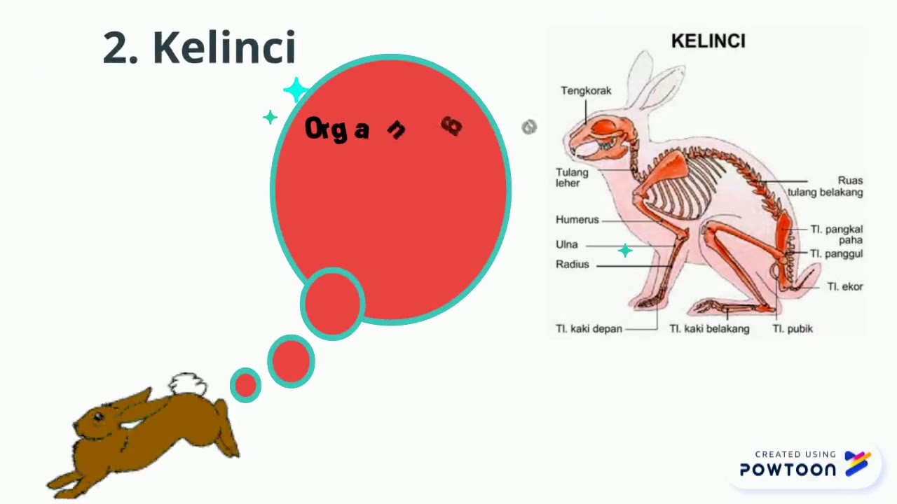  ORGAN  GERAK  HEWAN  1 YouTube