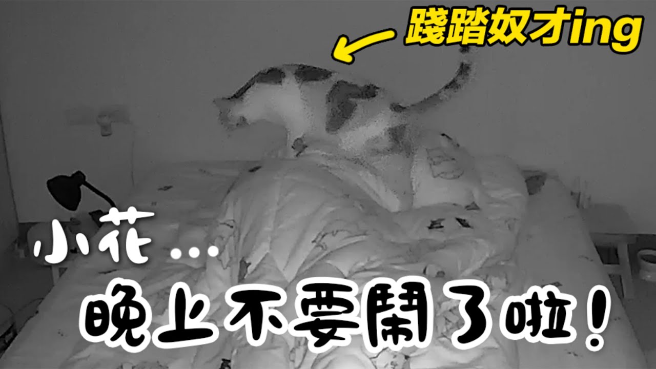 【黃阿瑪的後宮生活】小花…晚上不要鬧了啦！