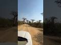 DRIVING BAOBAB ALLEY Shorts Travel Africa Nature Offroad Madagascar Baobab Tree