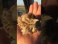 Asian Short Toed Lark القبرة الآسيوية قصيرة الأصابع 