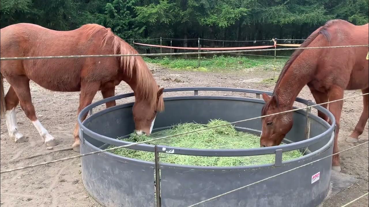 Rocket & Walker in the field YouTube