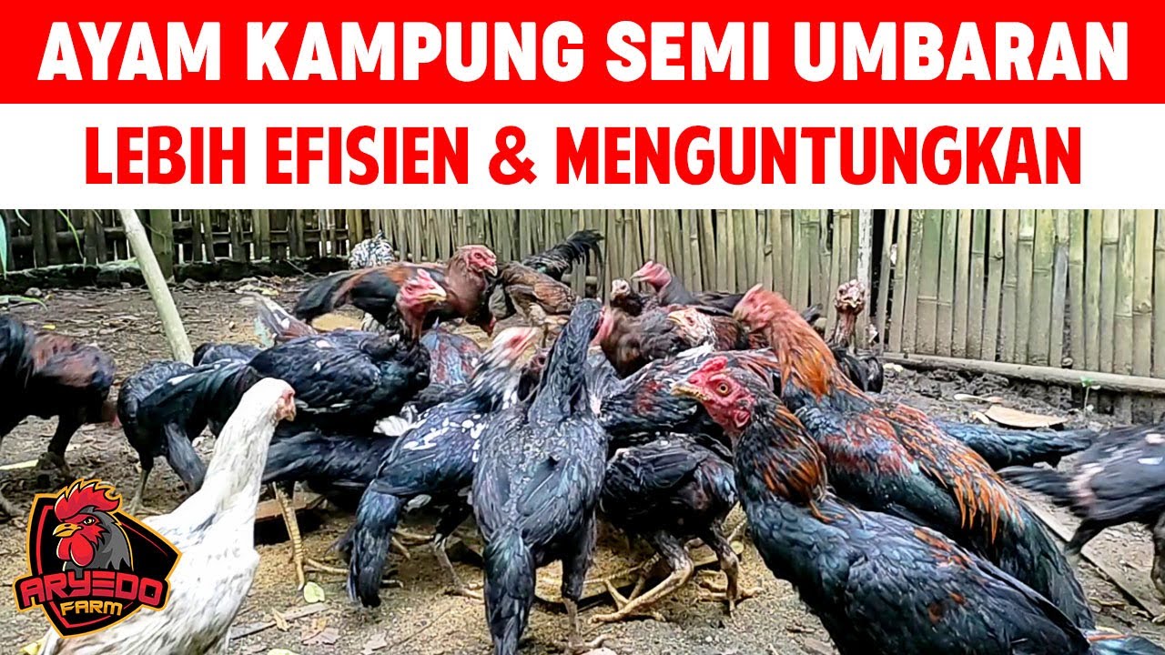 Cara Ternak AYAM KAMPUNG Semi Umbaran  Pemula Wajib Tahu