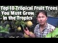 Top 10 Fastest Growing Trees In The World - YouTube