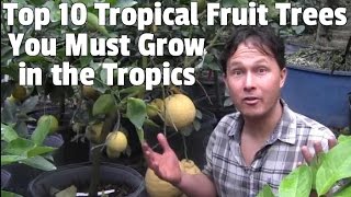 Top 10 Tropical Fruit Trees You Must Grow if You Live in the Tropics