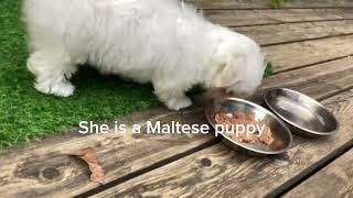 adopting a Maltese puppy