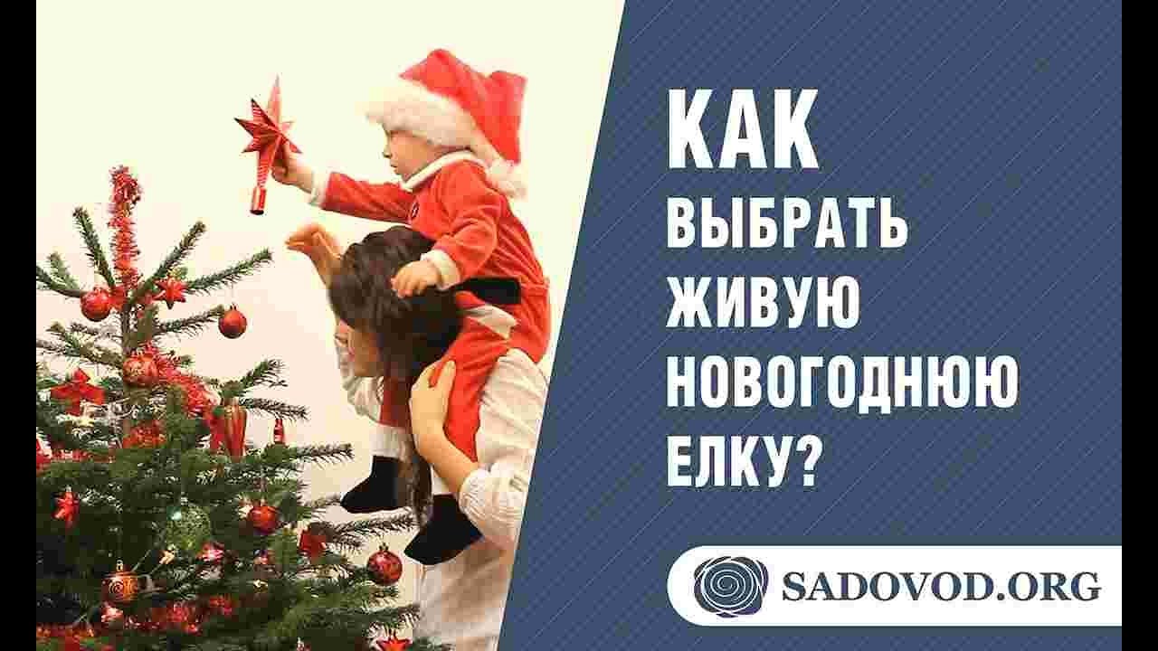 Как выбрать новогоднюю елку Как выбрать новогоднюю елку