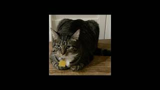 I had to re-upload this short. Adorable and beautiful pictures of Lily loafing on the table.